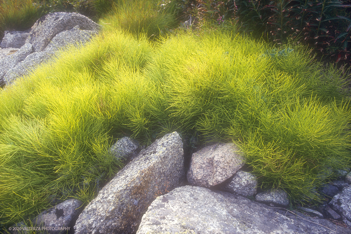 161 SIBERIA.jpg - Luglio/Agosto 1992. Siberia, terra dei Chukchi. Nell'oceano artico  125 Km a nord-est della penisola dei Chukchi (Siberia) c'Ã¨ l'isola di Wrangel, essa ospita piÃ¹ del doppio di specie vegetali (417) di qualsiasi territorio artico a paritÃ  di superficie nonchÃ¨ 30 specie diverse di uccelli oltre ad orsi polari, foche e trichechi ; per questo motivo   Ã¨ stata proclamata patrimonio dell'umanitÃ  dall'UNESCO. Nella foto il verde brillante della vegetazione estiva spicca tra le rocce dell'entroterra della baia di Laurentja